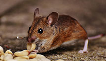24 Hour & Emergency Exterminators in Rochester, OH